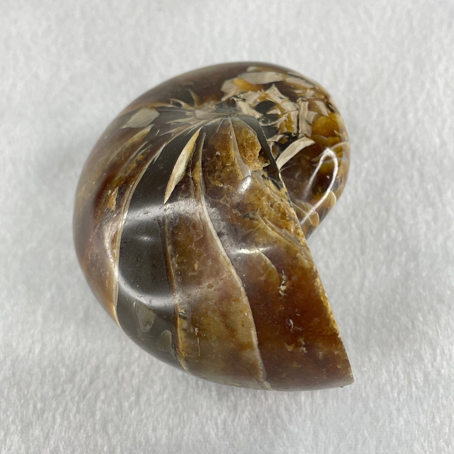 Natural Ammonite Ammonoid Fossil with Wooden Stand 490.3g 104.2 by 81.4 by 110.0mm - Huangs Jadeite and Jewelry Pte Ltd