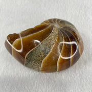 Natural Ammonite Ammonoid Fossil with Wooden Stand 288.6g 88.8 by 69.5 by 101.7mm - Huangs Jadeite and Jewelry Pte Ltd