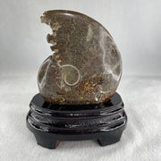 Natural Ammonite Ammonoid Fossil with Wooden Stand 441.7g 117.8 by 77.0 by 142.0mm - Huangs Jadeite and Jewelry Pte Ltd