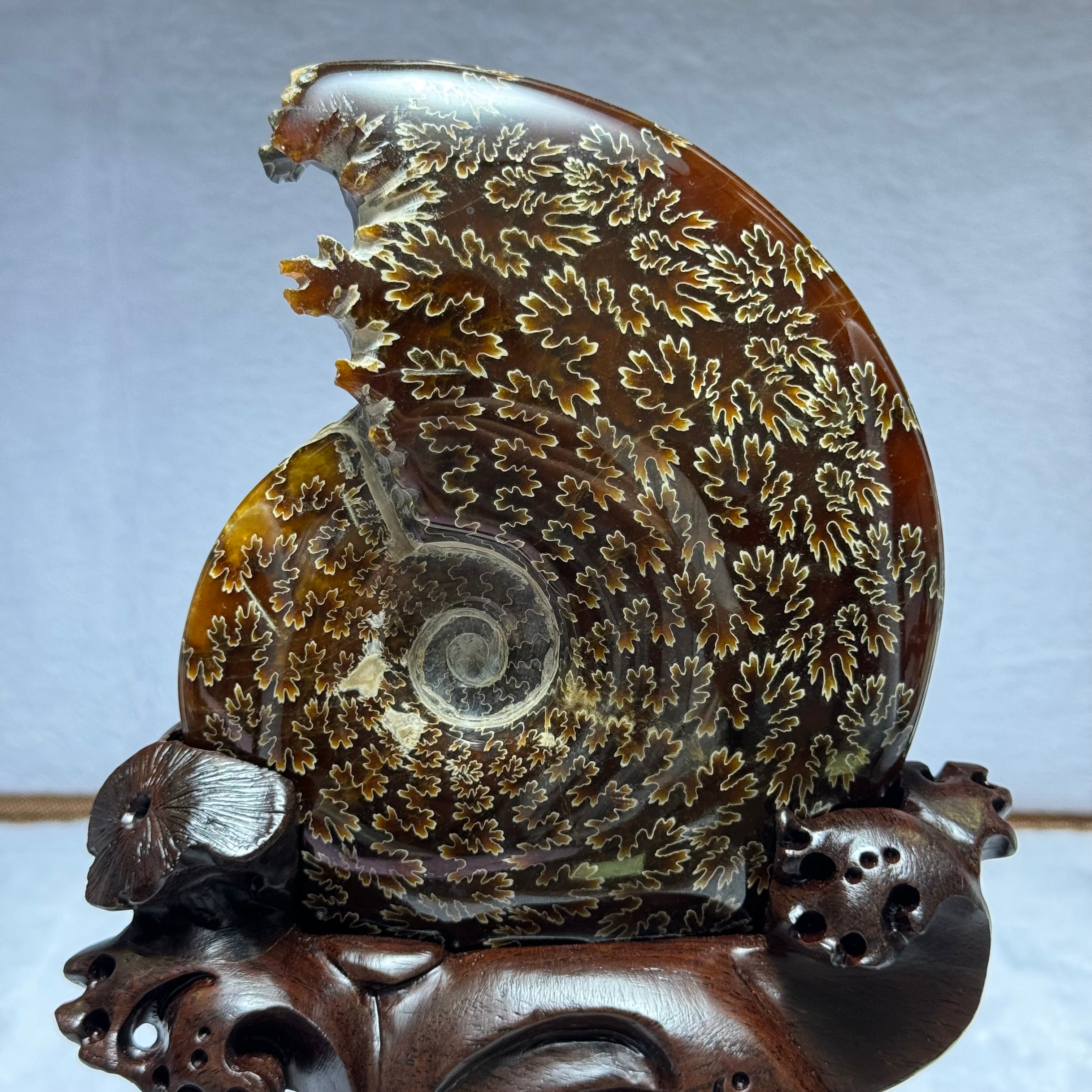 Ammonite Fossils & Jewelry Collection