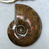 Natural Ammolite Fossil Display 110.82g 75.6 by 59.6 by 22.2mm - Huangs Jadeite and Jewelry Pte Ltd