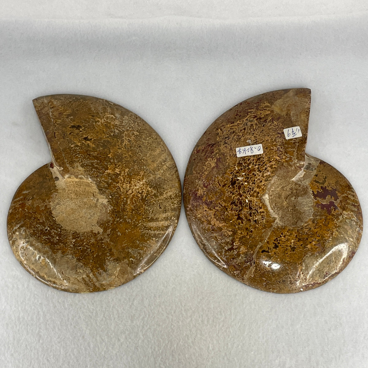 Natural Ammonite Ammonoid Fossil Pair Display Specimen | 175.0mm Mirror-Matched Chamber Matrix (812.0g Combined | 175.0x133.8x37.8mm)