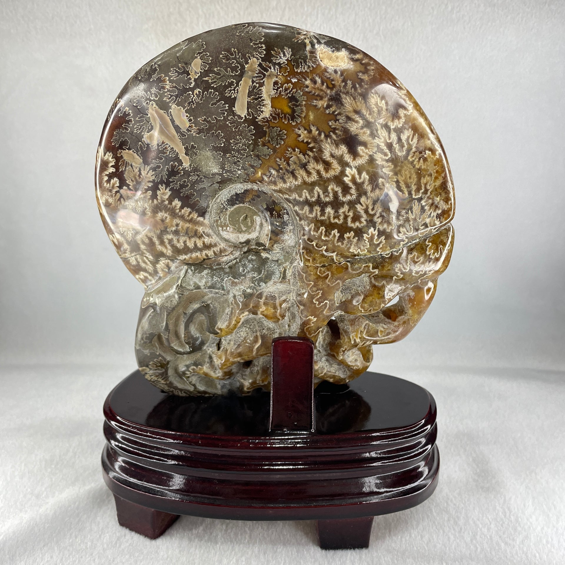Natural Ammonite Ammonoid Fossil with Wooden Stand - Huangs Jadeite and Jewelry Pte Ltd