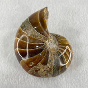 Natural Ammonite Ammonoid Fossil with Wooden Stand 288.6g 88.8 by 69.5 by 101.7mm - Huangs Jadeite and Jewelry Pte Ltd