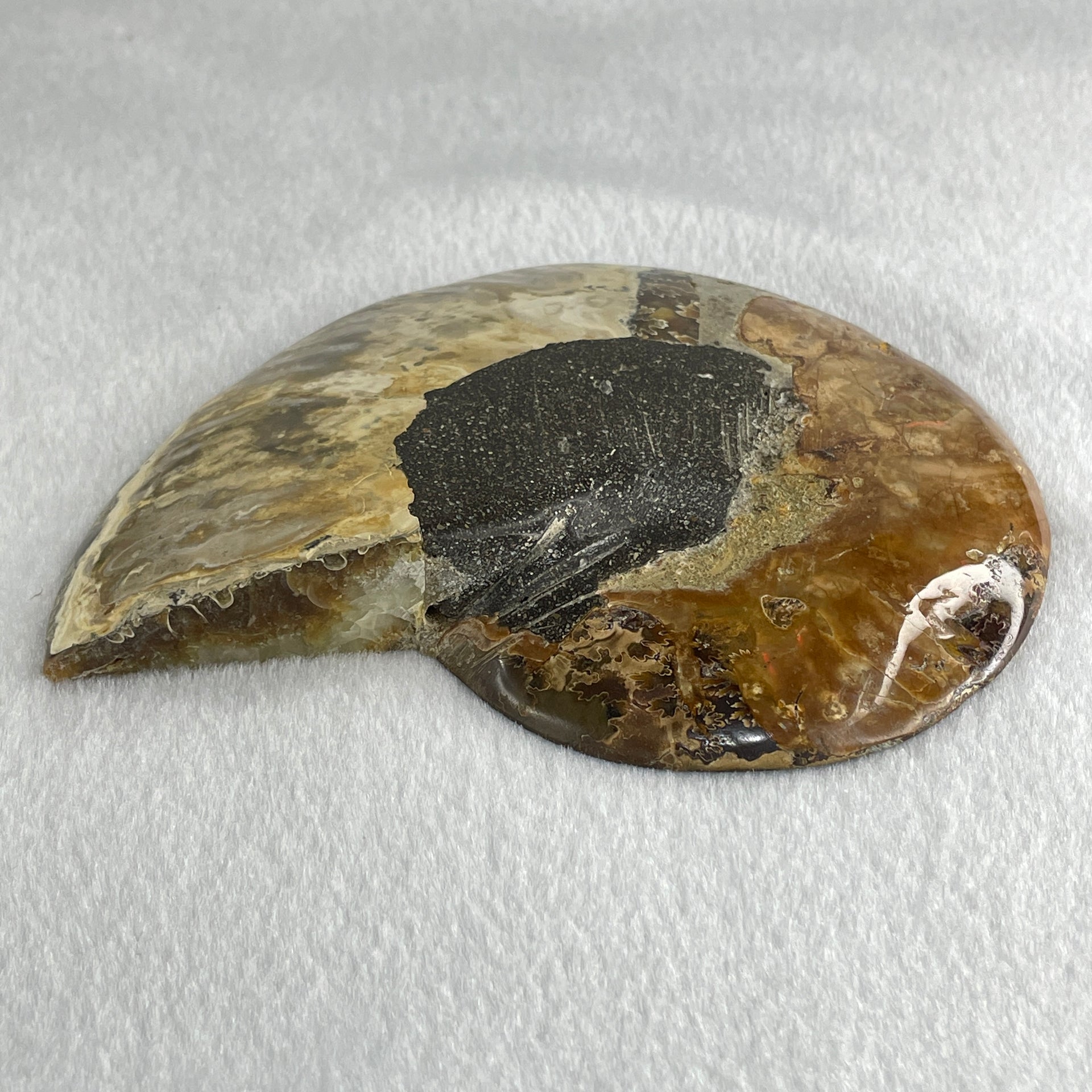 Natural Ammonite Ammonoid Fossil with Wooden Stand 732.0g 220.0 by 76.7 by 150.0mm - Huangs Jadeite and Jewelry Pte Ltd