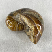 Natural Ammonite Ammonoid Fossil with Wooden Stand 288.6g 88.8 by 69.5 by 101.7mm - Huangs Jadeite and Jewelry Pte Ltd