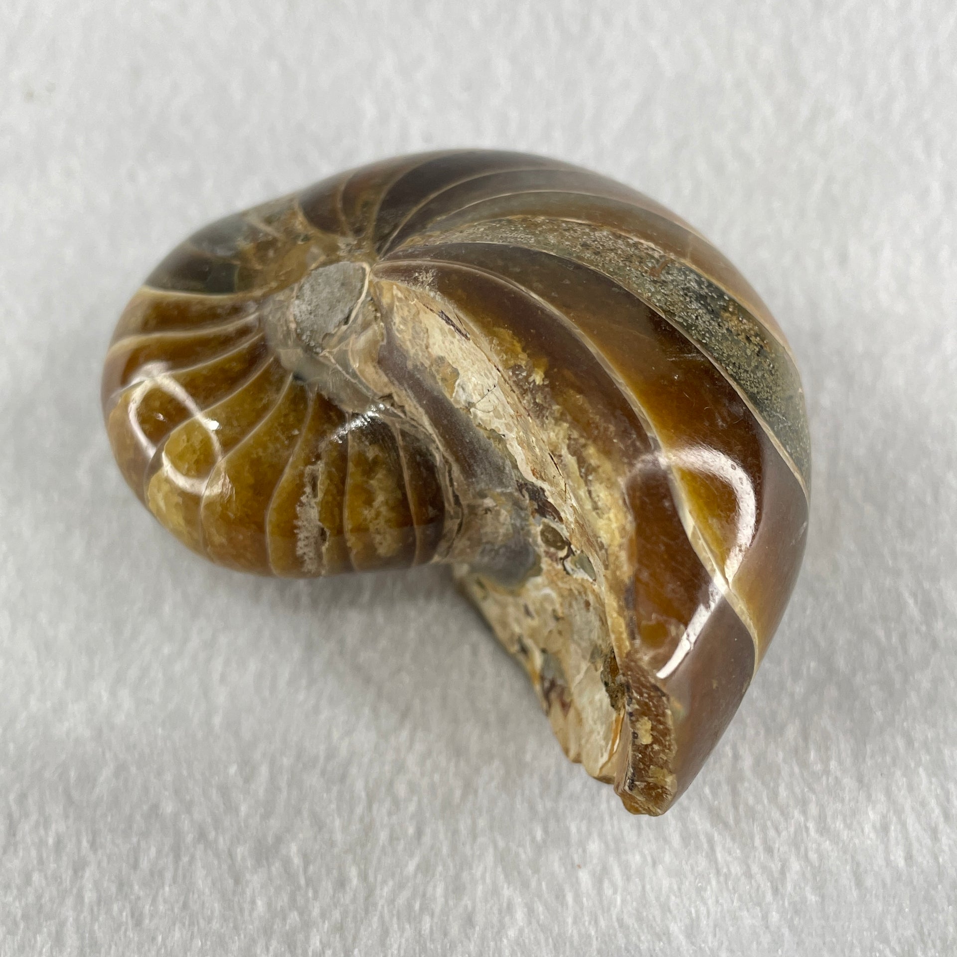 Natural Ammonite Ammonoid Fossil with Wooden Stand 288.6g 88.8 by 69.5 by 101.7mm - Huangs Jadeite and Jewelry Pte Ltd