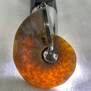 Natural Ammonite Fossil in Silver Pendant 71.05g 62.6 by 51.9 by 17.4mm - Huangs Jadeite and Jewelry Pte Ltd