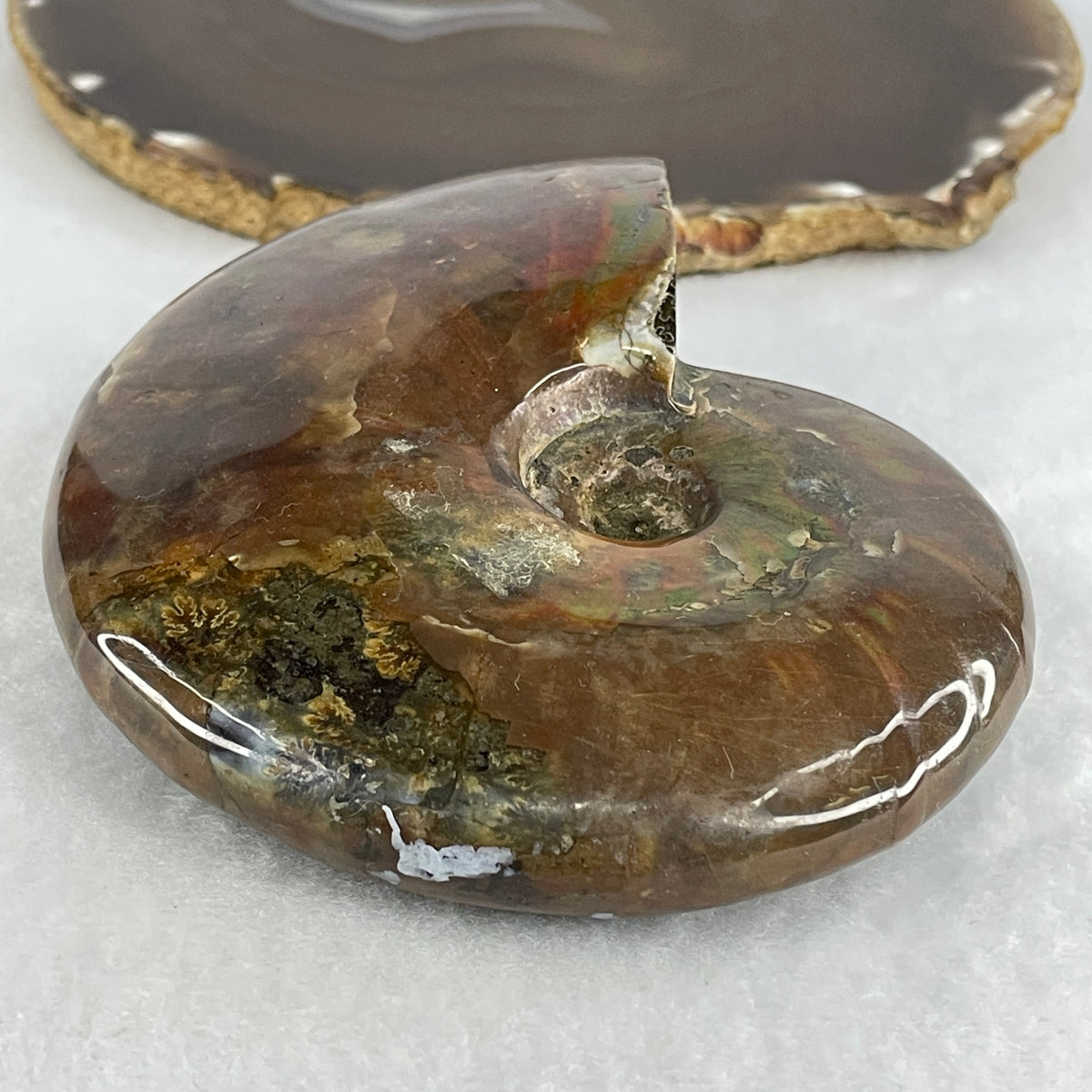 Natural Ammonite Ammonoid Fossil Display Specimen | 116.9mm Ancient Suture Spiral Matrix (427.8g | 116.9x99.0x33.0mm)