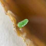 Type A Old Mine Full Green Jadeite Peapod Charm Stone For Setting 0.12g 8.5 by 4.4 by 1.4mm - Huangs Jadeite and Jewelry Pte Ltd