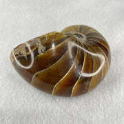 Natural Ammonite Ammonoid Fossil with Wooden Stand 331.4g 92.0 by 70.2 y 103.5mm - Huangs Jadeite and Jewelry Pte Ltd