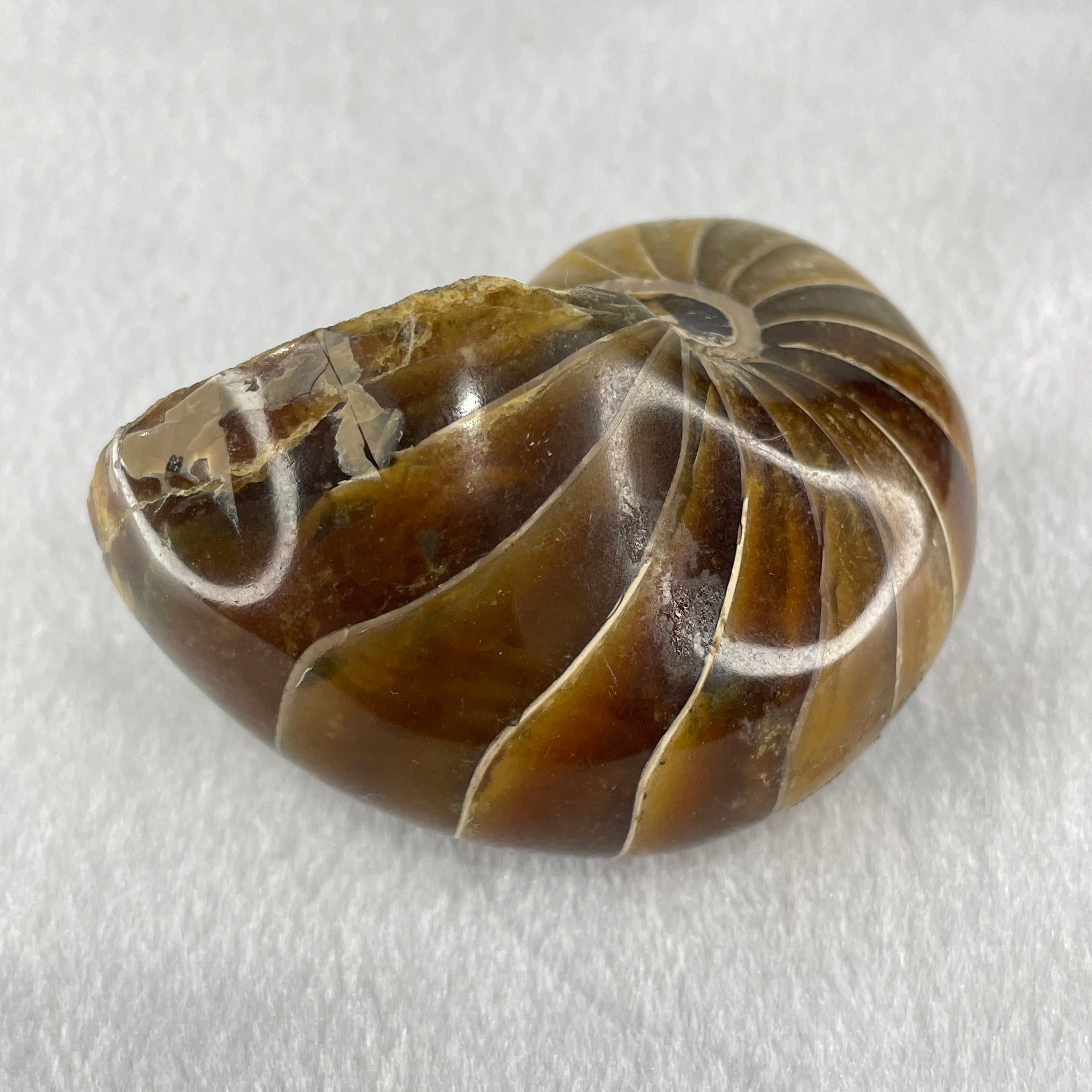 Natural Ammonite Ammonoid Fossil with Wooden Stand 331.4g 92.0 by 70.2 y 103.5mm - Huangs Jadeite and Jewelry Pte Ltd