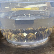 Natural Wild Vietnam Black Kynam Qi Nan Chen Xiang Mu Agarwood Beads Bracelet (Sinking Type) 39.37g 18.5cm 18.0 mm 13 Beads - Huangs Jadeite and Jewelry Pte Ltd