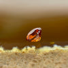 Natural Orange Red Garnet Crystal Stone for Setting - 0.70ct 4.9 by 4.9 by 3.4mm - Huangs Jadeite and Jewelry Pte Ltd